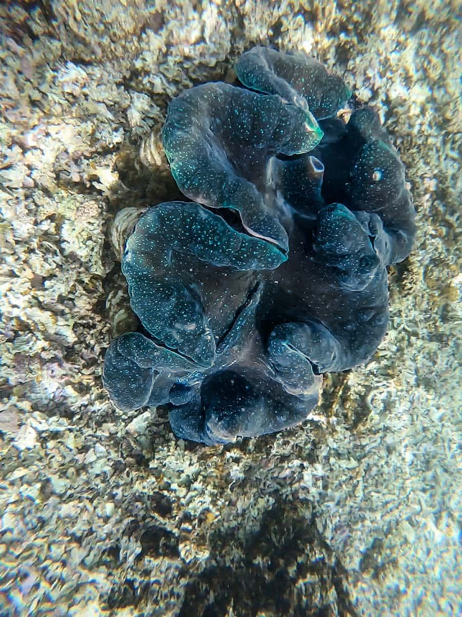 Giant Clam, iridescent blue-green mantle, sunlit, SD Phone Wallpaper