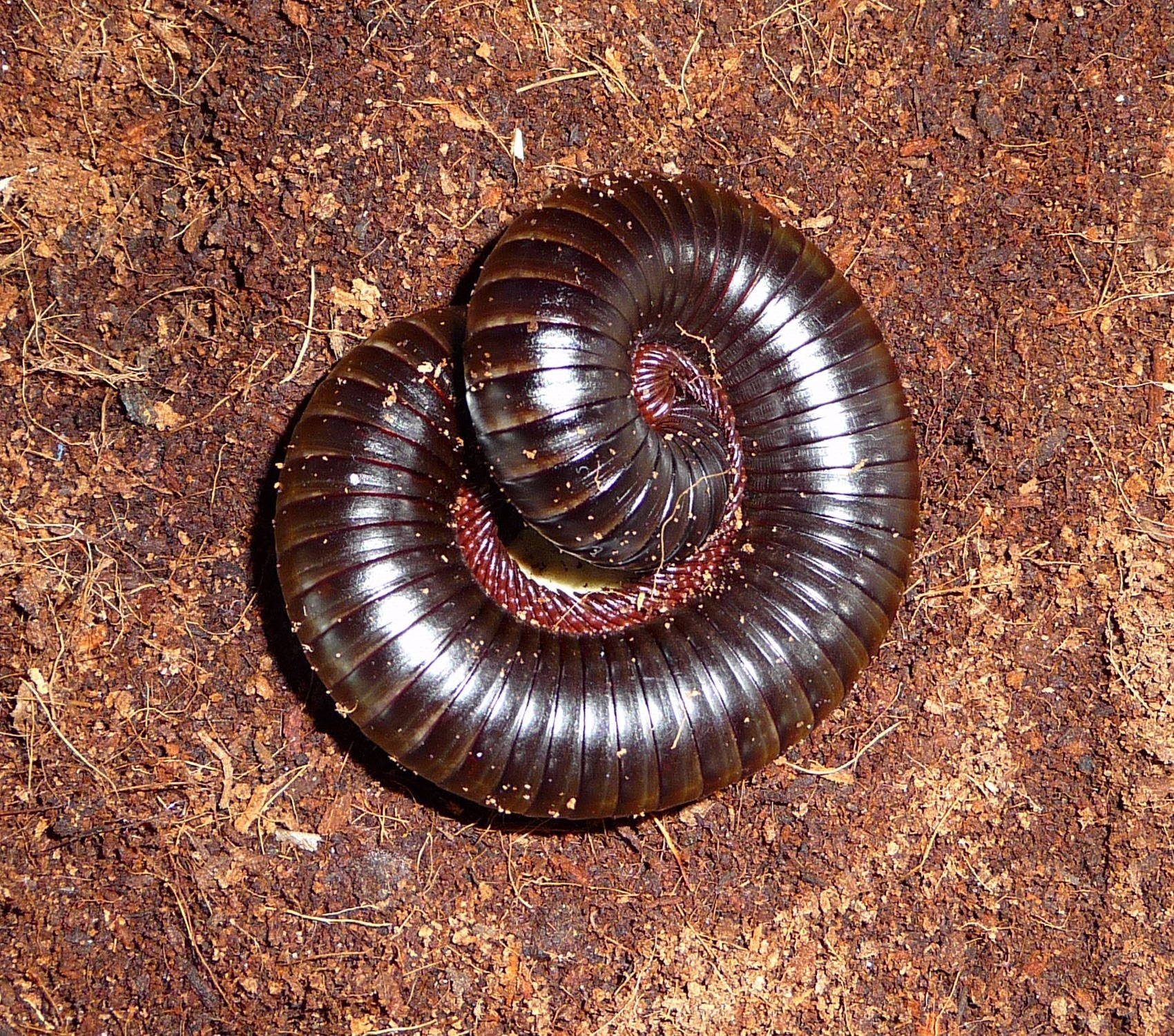 Giant African Millipede, glossy black, dry ground, HD Desktop Wallpaper