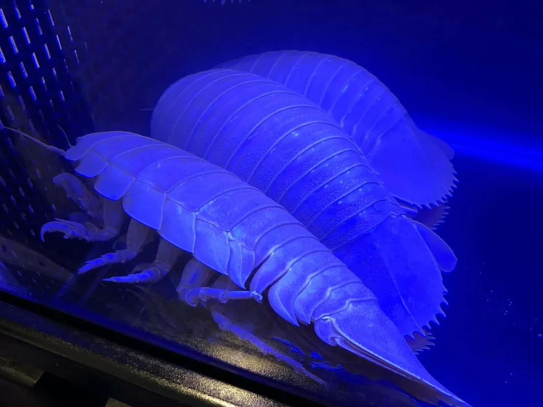 Giant Isopod