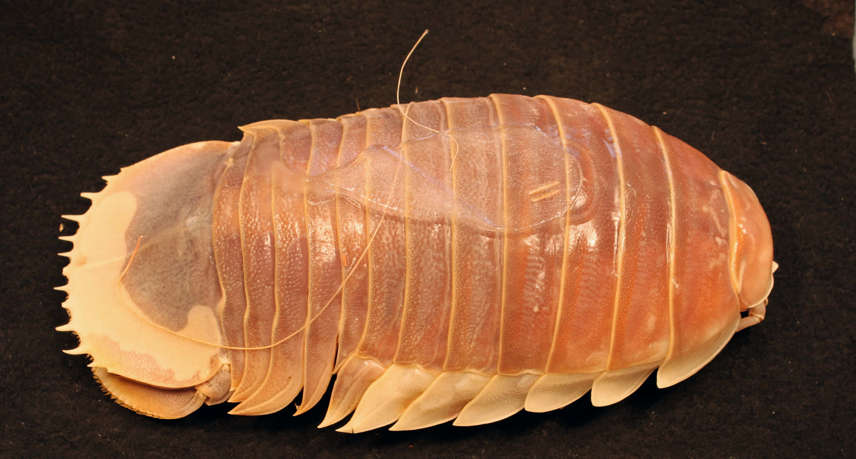 Giant Isopod, translucent orange-brown shell, dark background, 2K Desktop Wallpaper