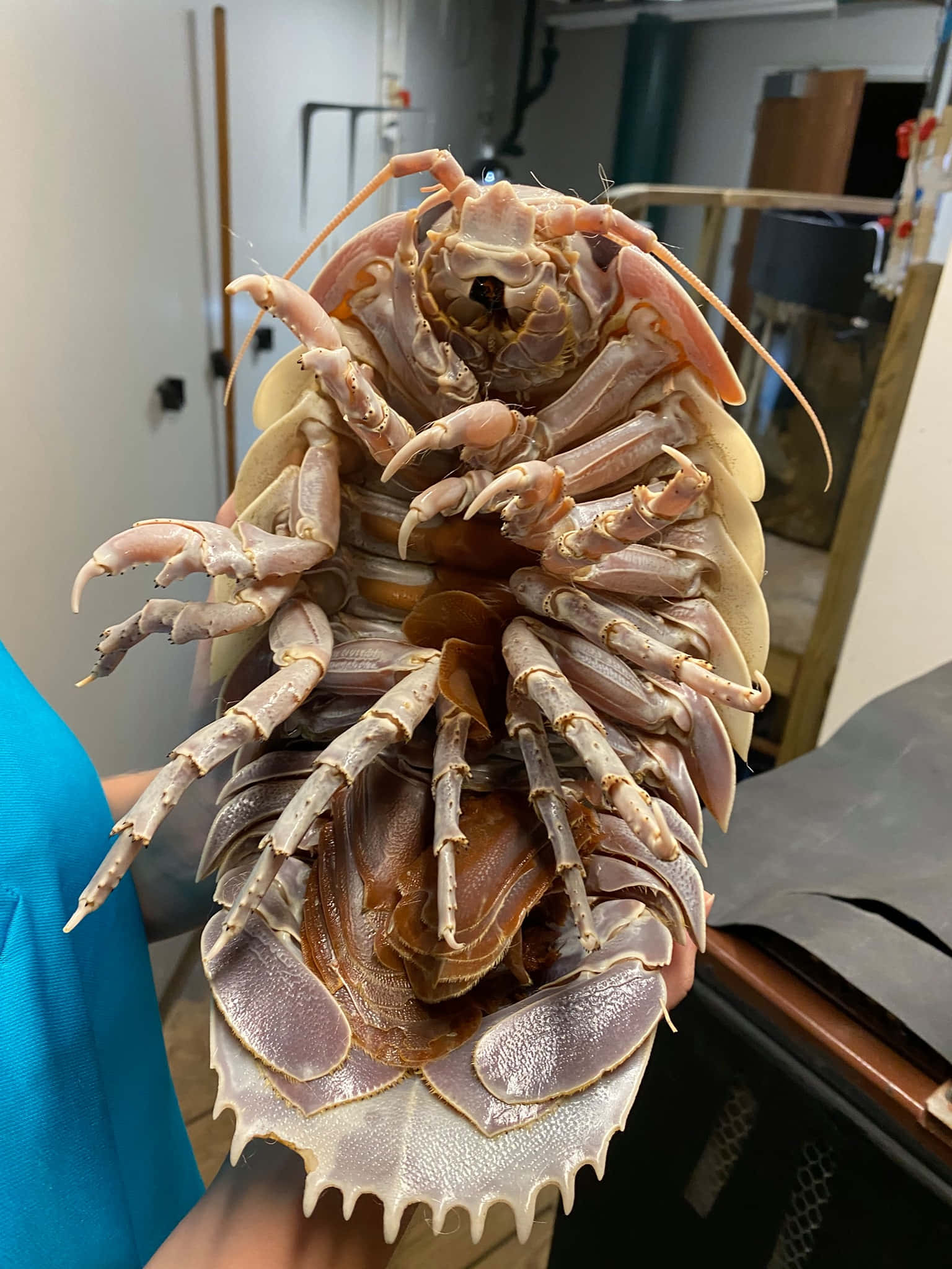 Giant Isopod, lab setting, many legs, Full HD Phone Wallpaper