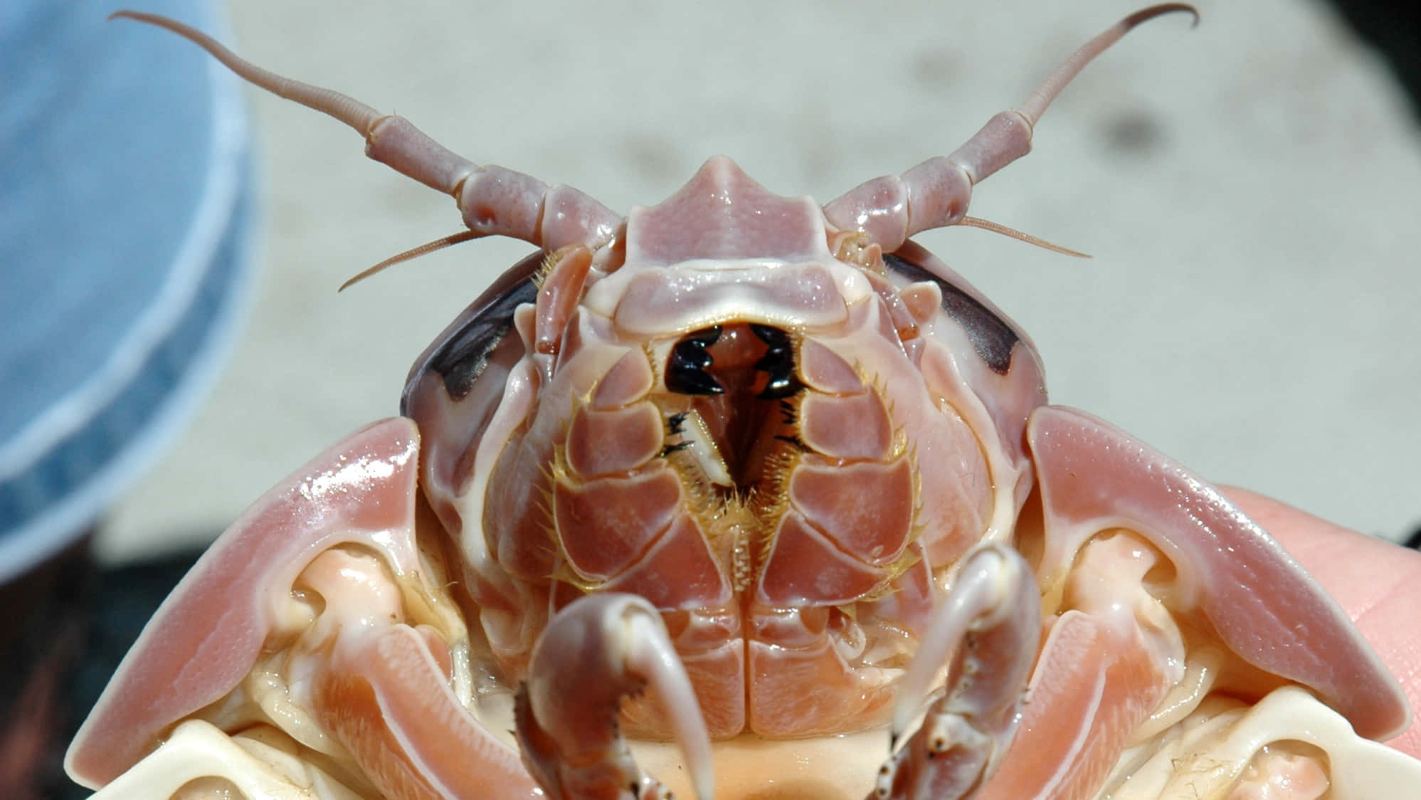 Giant Isopod, translucent pink, segmented anatomy, Full HD Desktop Wallpaper