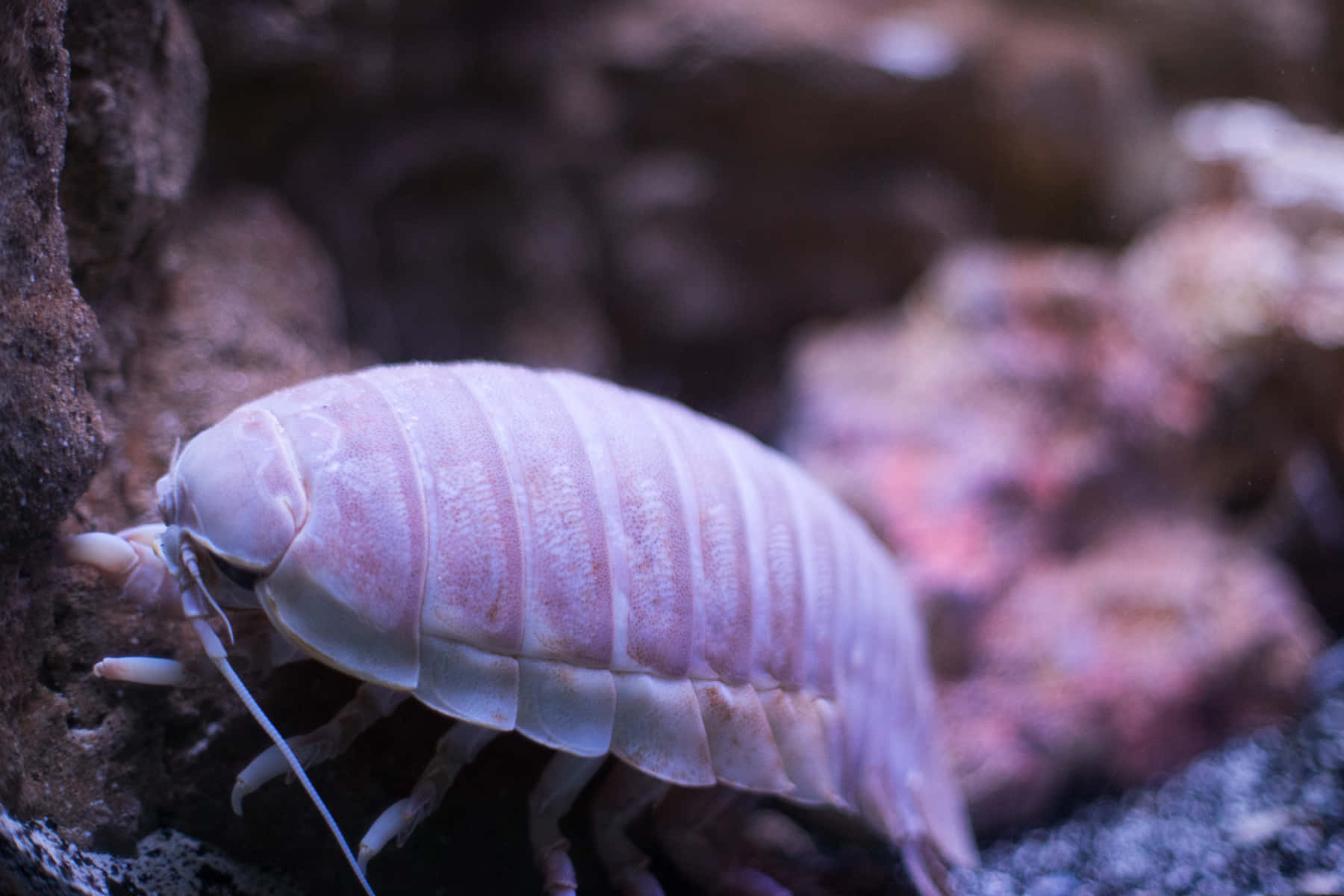 Giant Isopod, pale pink, segmented shell, HD Desktop Wallpaper