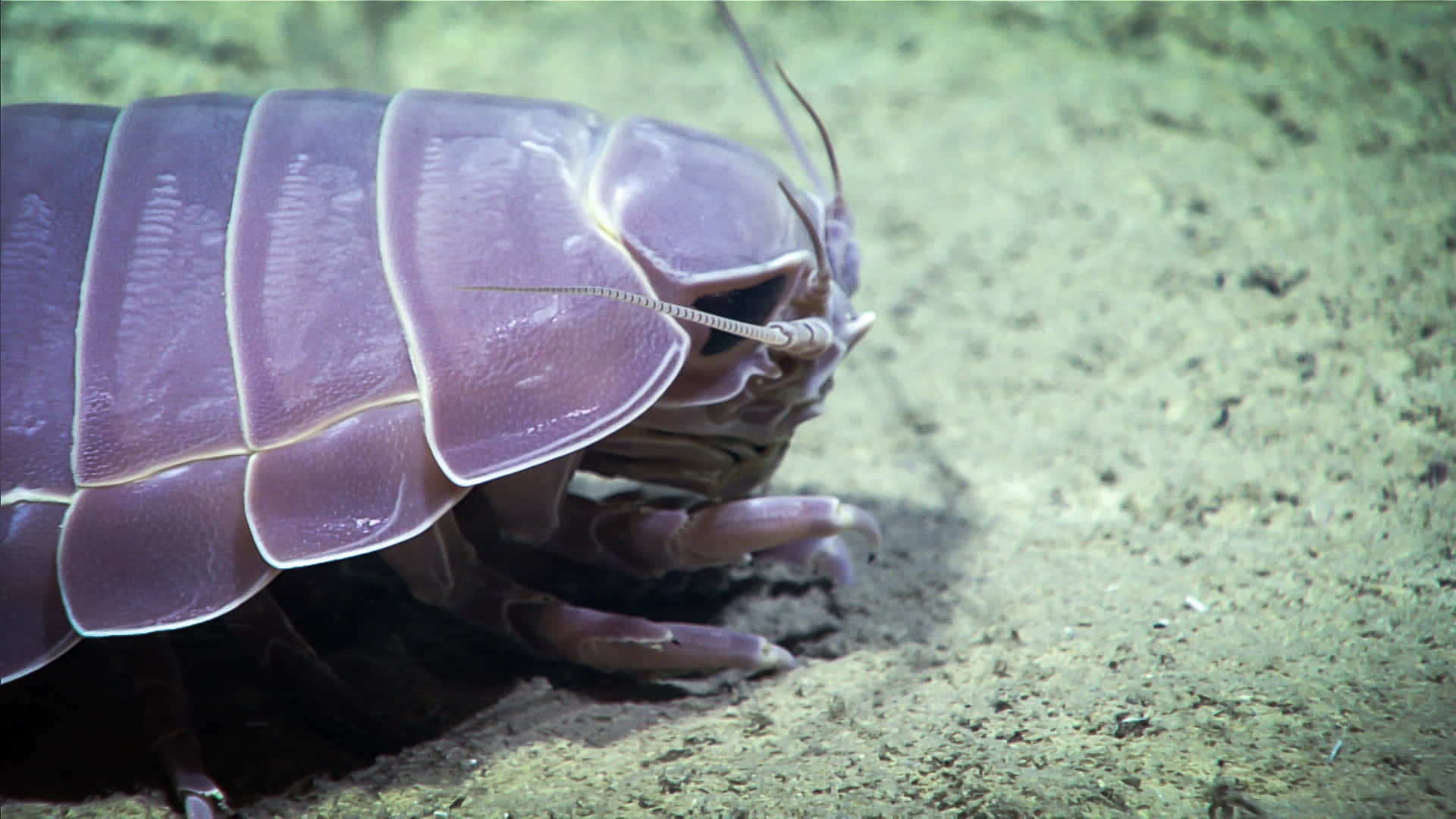 Giant Isopod, seabed, purple, Full HD Desktop Wallpaper