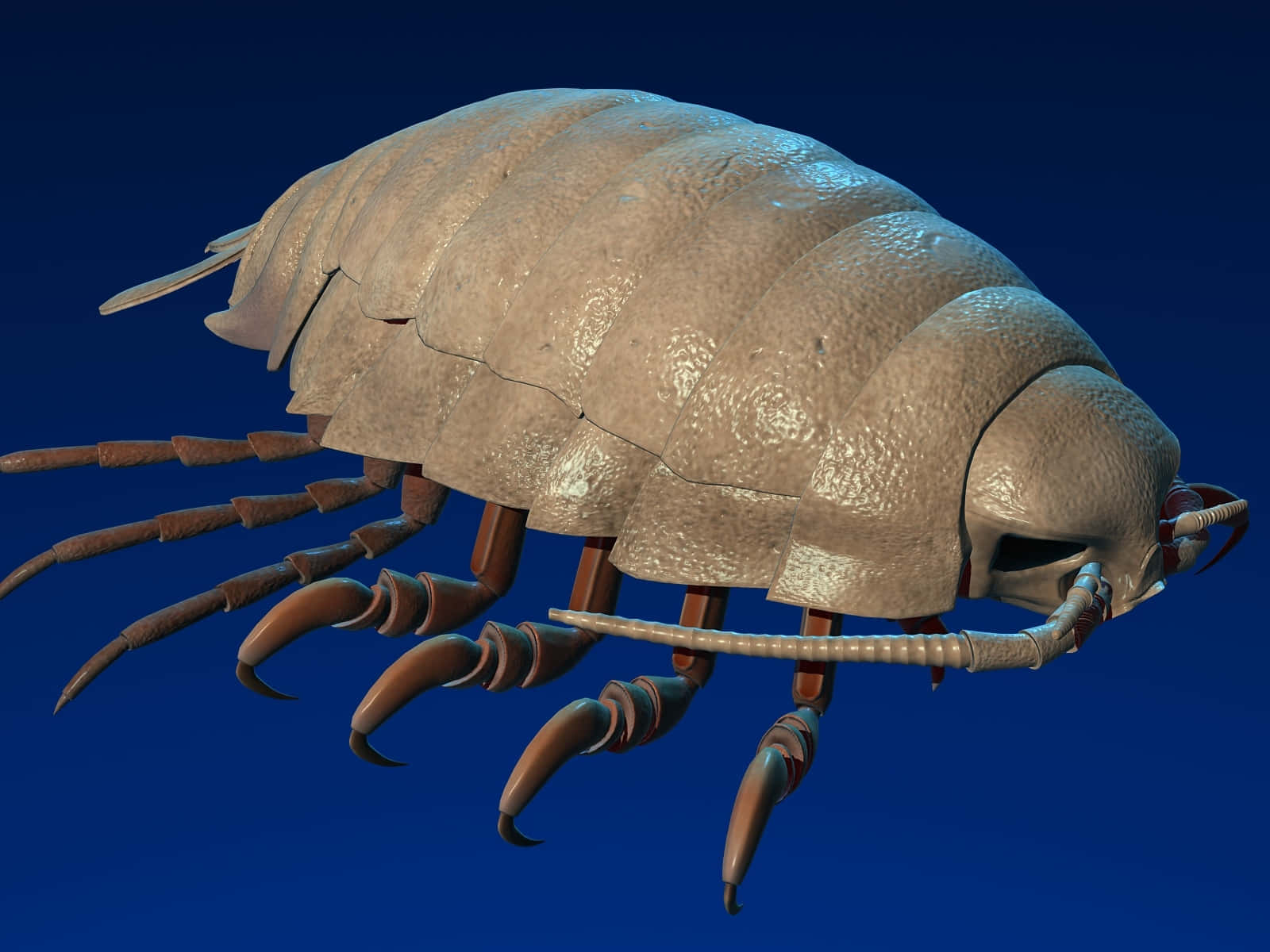 Giant Isopod, segmented beige shell, multiple legs, HD Desktop Wallpaper