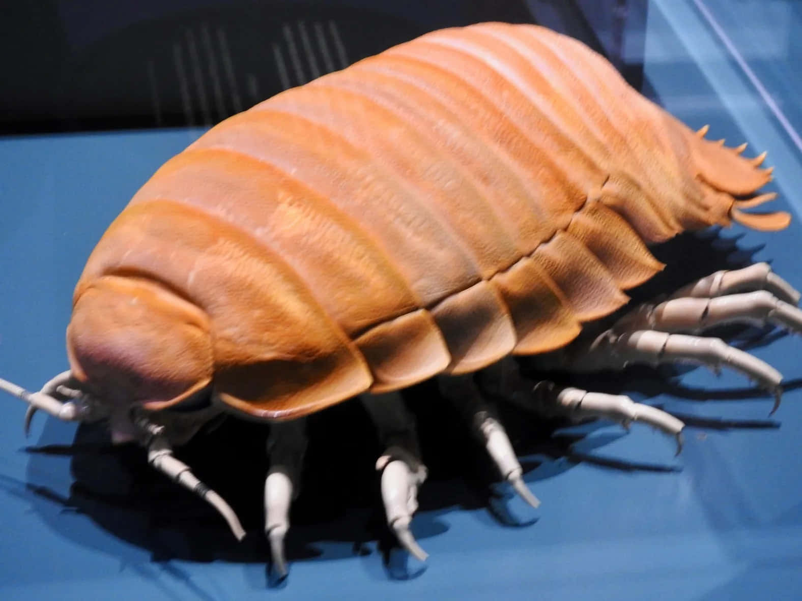 Giant Isopod, orange isopod, segmented shell, HD Desktop Wallpaper