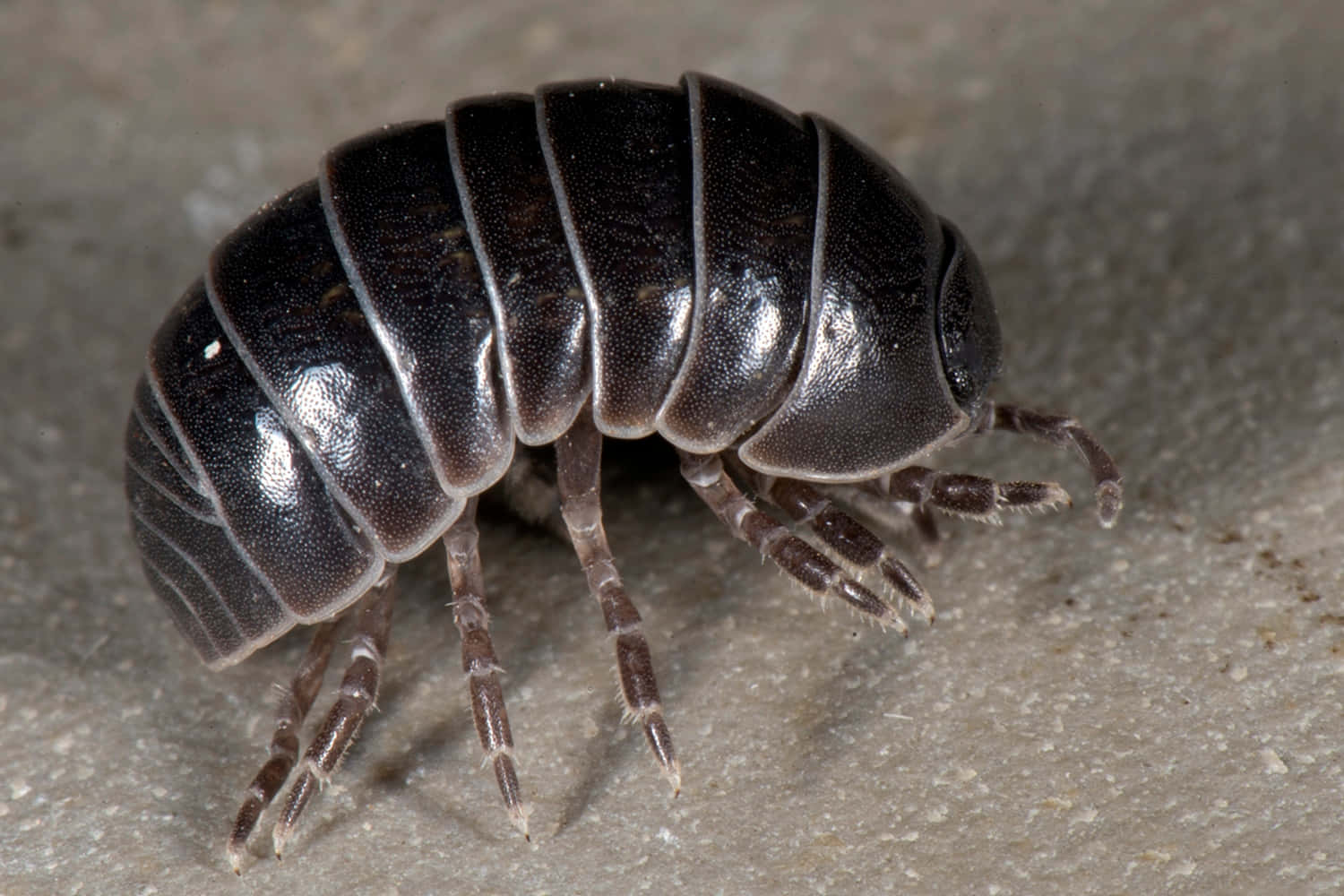 Giant Isopod, natural underwater habitat, dark segmented woodlouse, HD Desktop Wallpaper