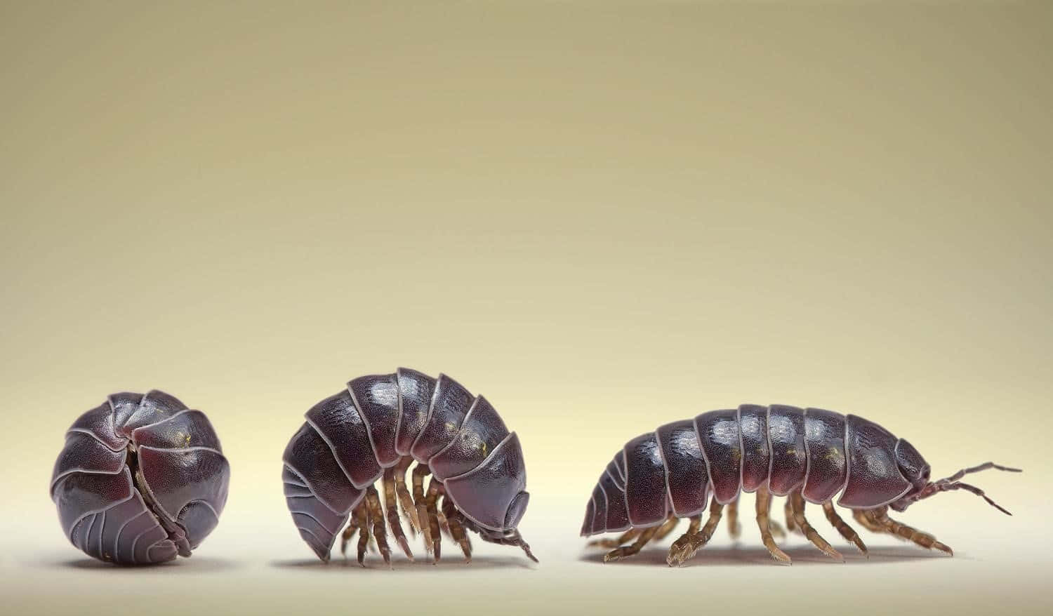 Giant Isopod, life stages, pill bugs, HD Desktop Wallpaper