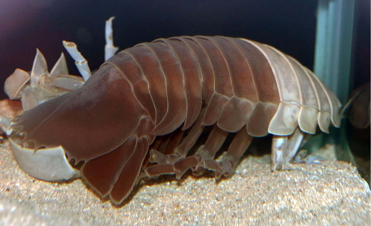 Giant Isopod, segmented brown shell, white claws, HD Desktop Wallpaper