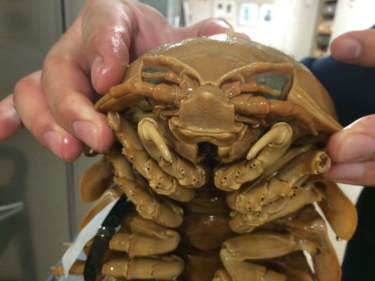Giant Isopod, brownish crustacean, many legs, SD Desktop Wallpaper