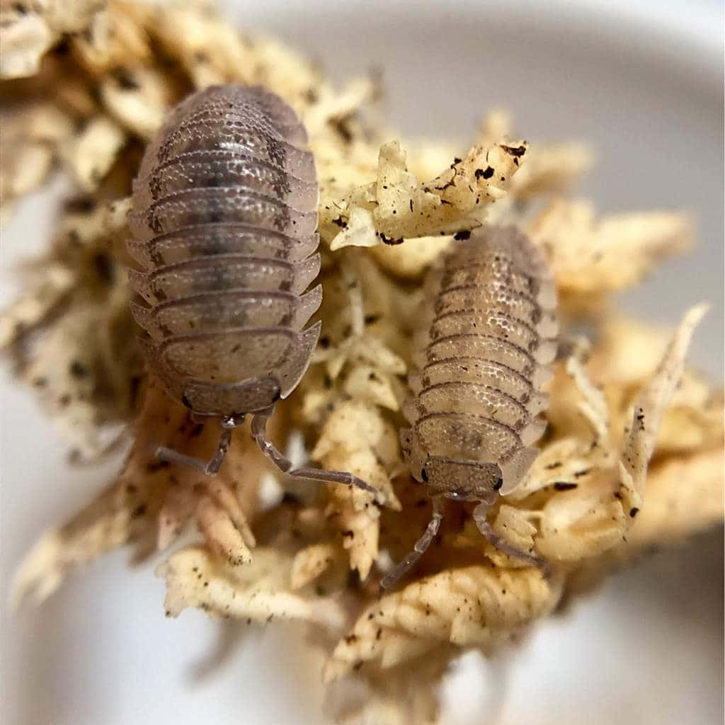 Giant Deep Sea Isopod, natural habitat, dry fibrous plant matter, SD Desktop Wallpaper