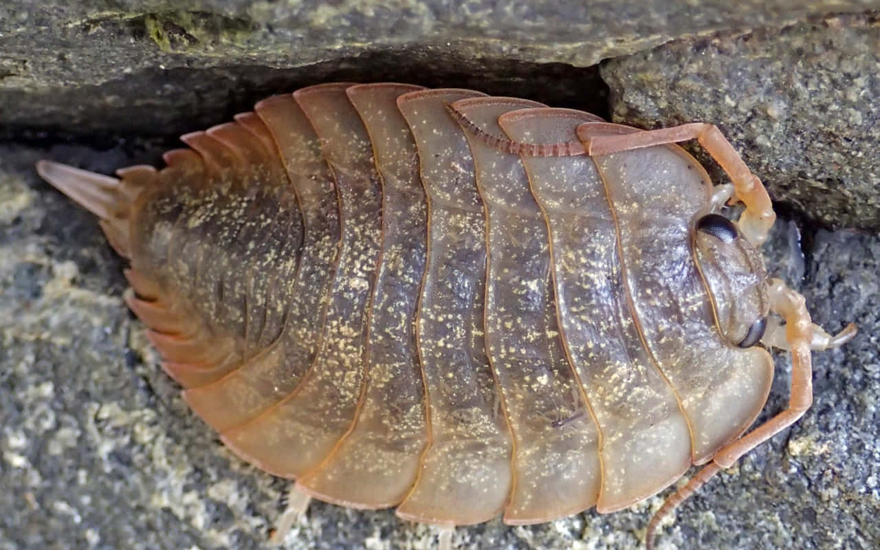 Giant Isopod, translucent brown, dark wet rocks, HD Desktop Wallpaper