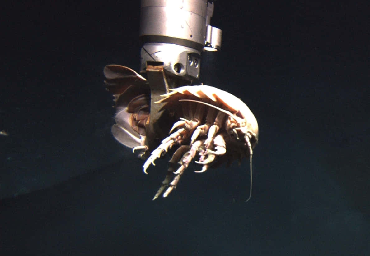 Giant Isopod, deep-sea isopod, robotic arm, SD Desktop Wallpaper