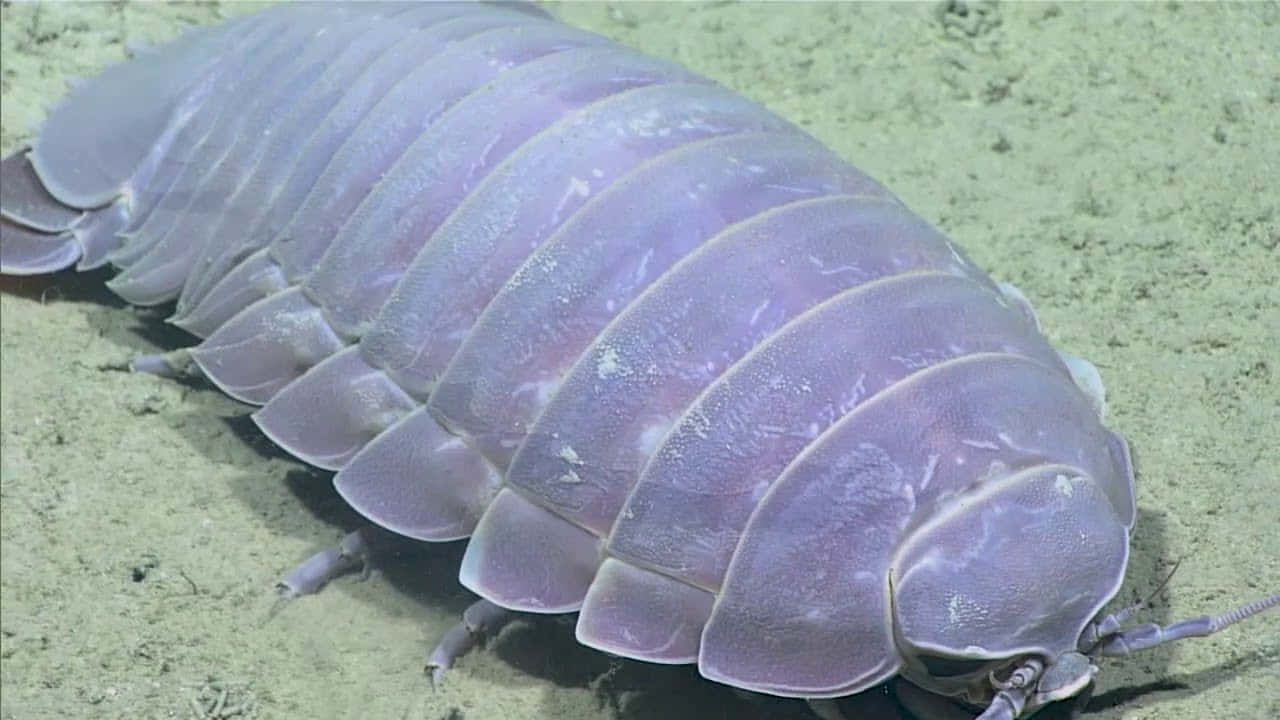 Giant Isopod, seafloor, sandy ocean floor, HD Desktop Wallpaper