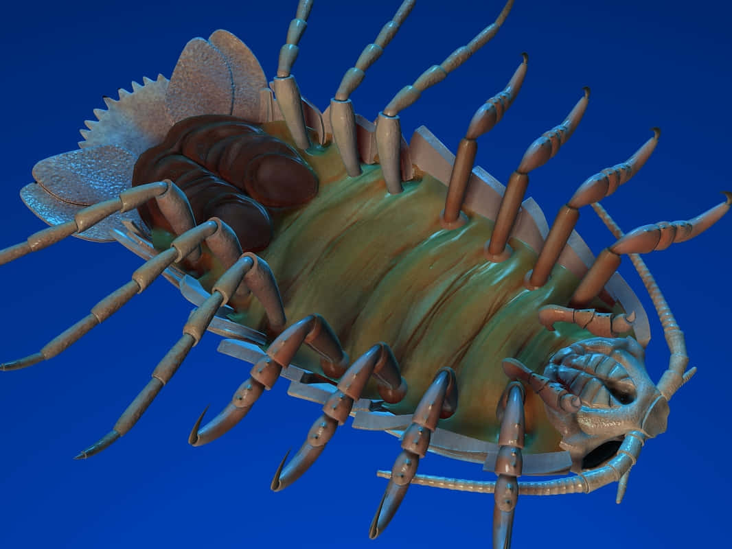 giant isopod, segmented body, numerous legs, SD Desktop Wallpaper