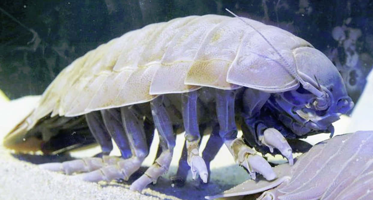 Giant Isopod, segmented shell, multiple legs, SD Desktop Wallpaper