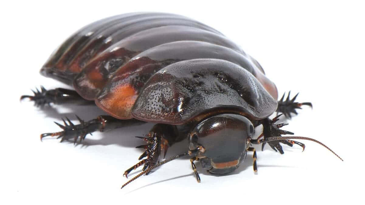 Giant Isopod, glossy black, orange accents, SD Desktop Wallpaper