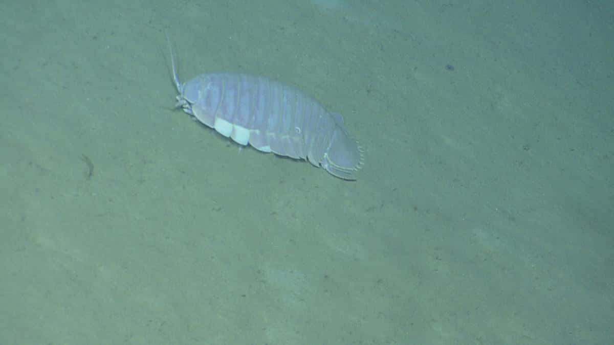 Giant Isopod, ocean floor, muted green, SD Desktop Wallpaper