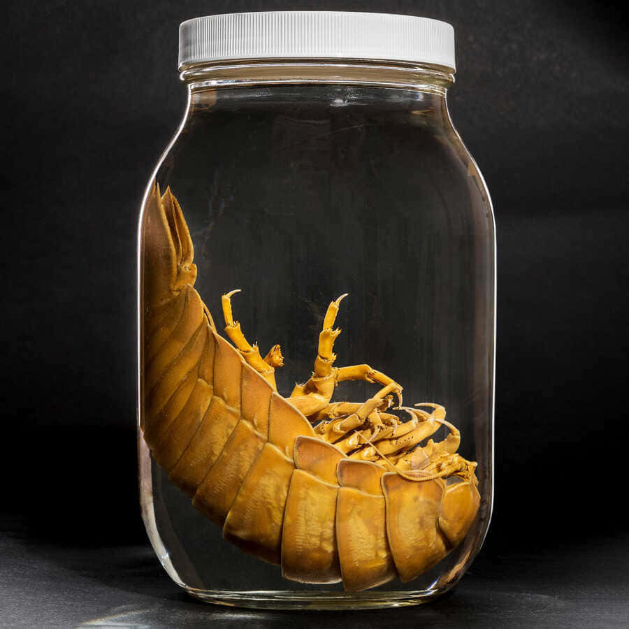 giant isopod, glass jar, dark background, SD Desktop Wallpaper