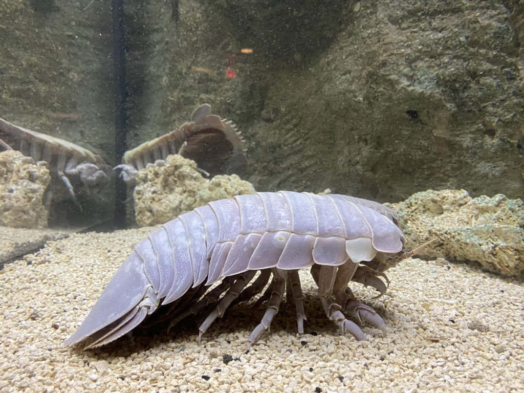 Giant Isopod, purple isopod, sandy substrate, SD Desktop Wallpaper