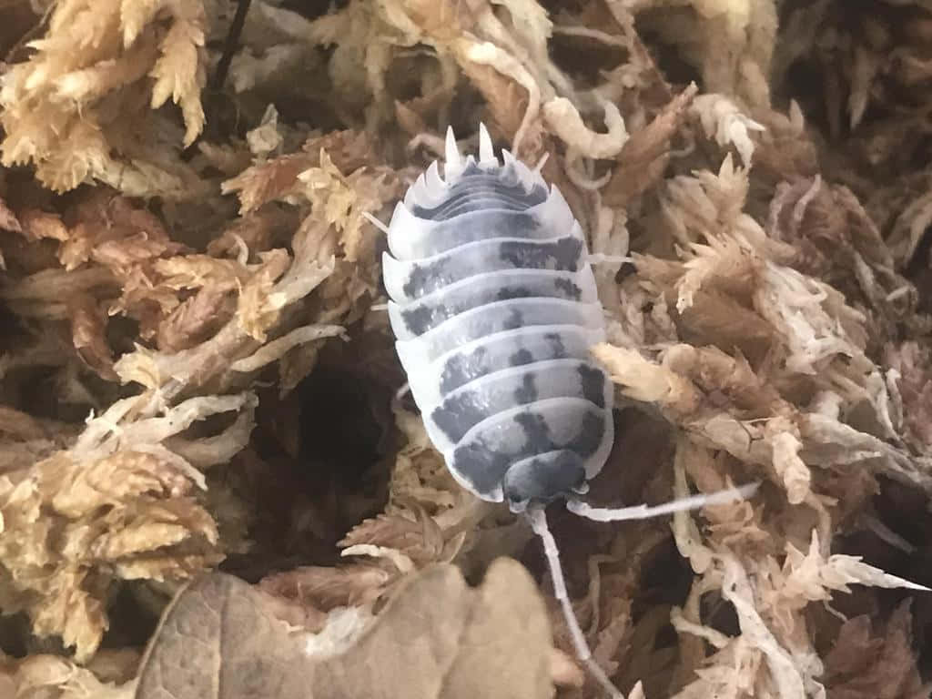 Giant Isopod, striped, spiky back, SD Desktop Wallpaper