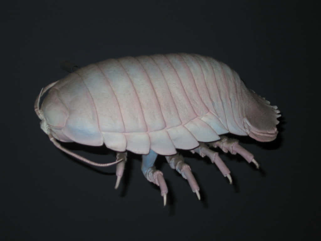 Giant Isopod, pale pink, segmented body, SD Desktop Wallpaper