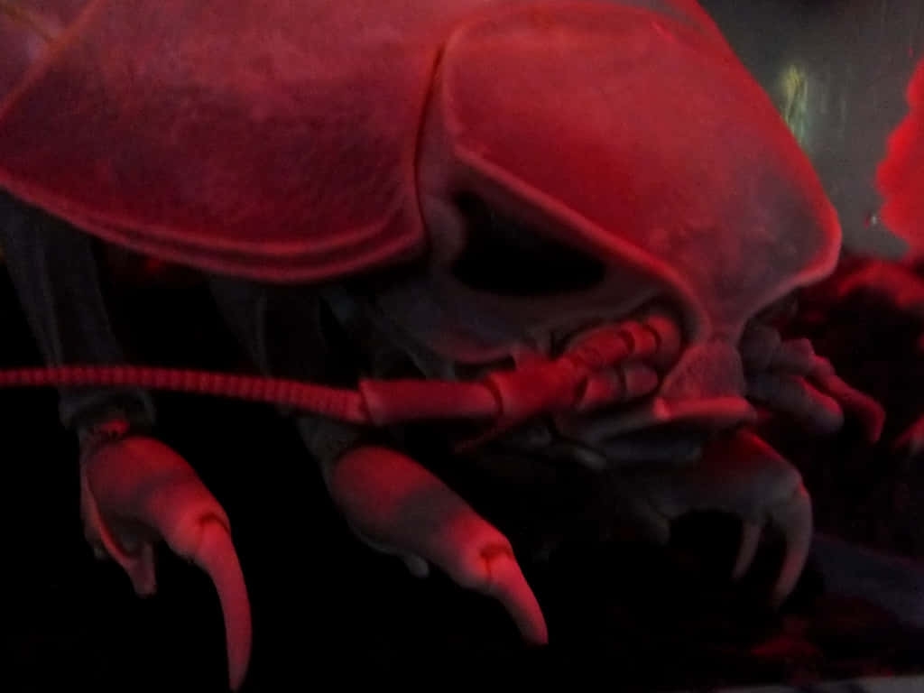 Giant Isopod, red light, dark, SD Desktop Wallpaper