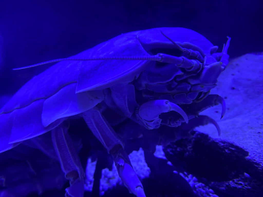 Giant Isopod, armored shell, claws, SD Desktop Wallpaper
