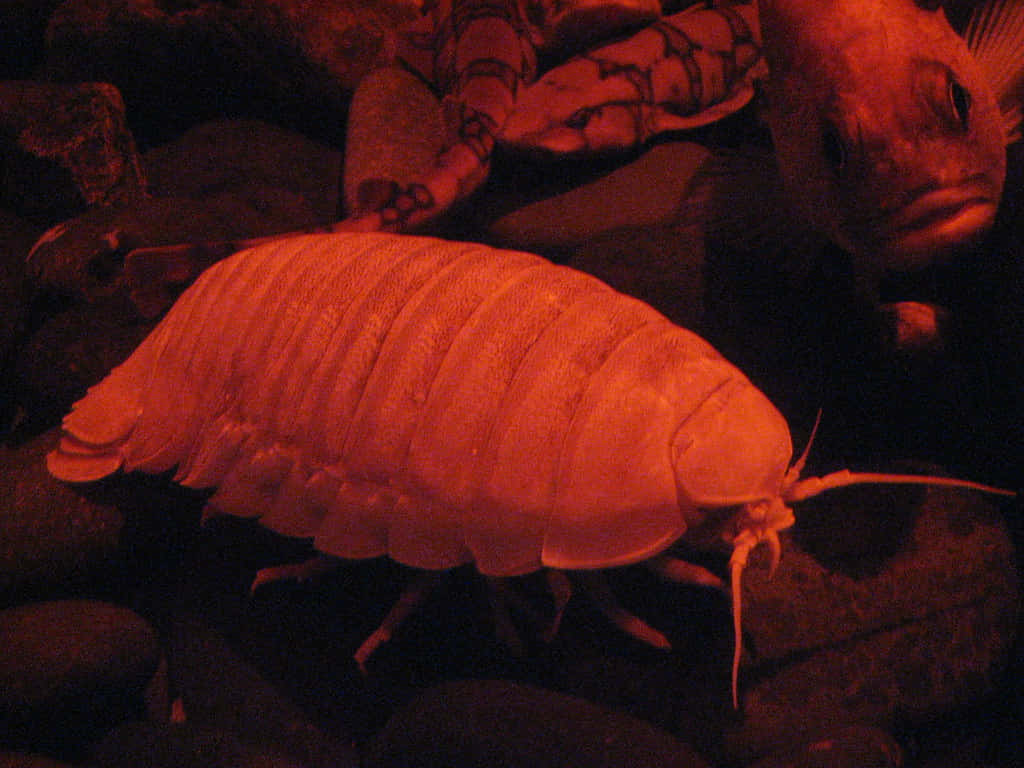 Giant Isopod, orange glow, red light, SD Desktop Wallpaper