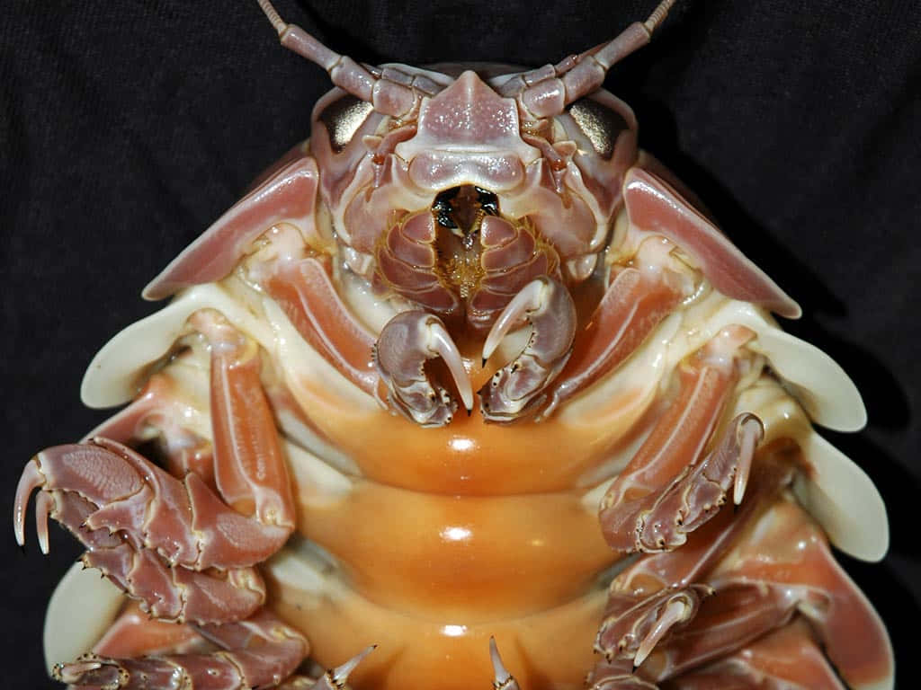 giant isopod, face, claws, SD Desktop Wallpaper