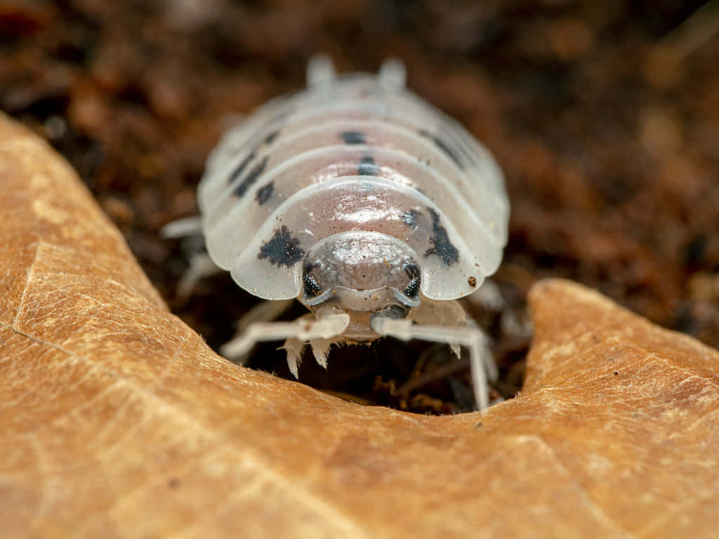 Giant Isopod, dry leaf, rich brown soil, SD Desktop Wallpaper
