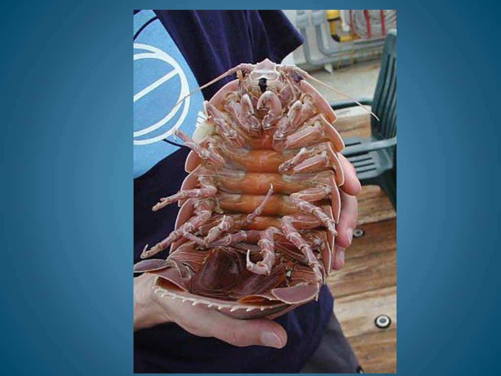 Giant Isopod, segmented orange and brown shell, many legs, SD Desktop Wallpaper