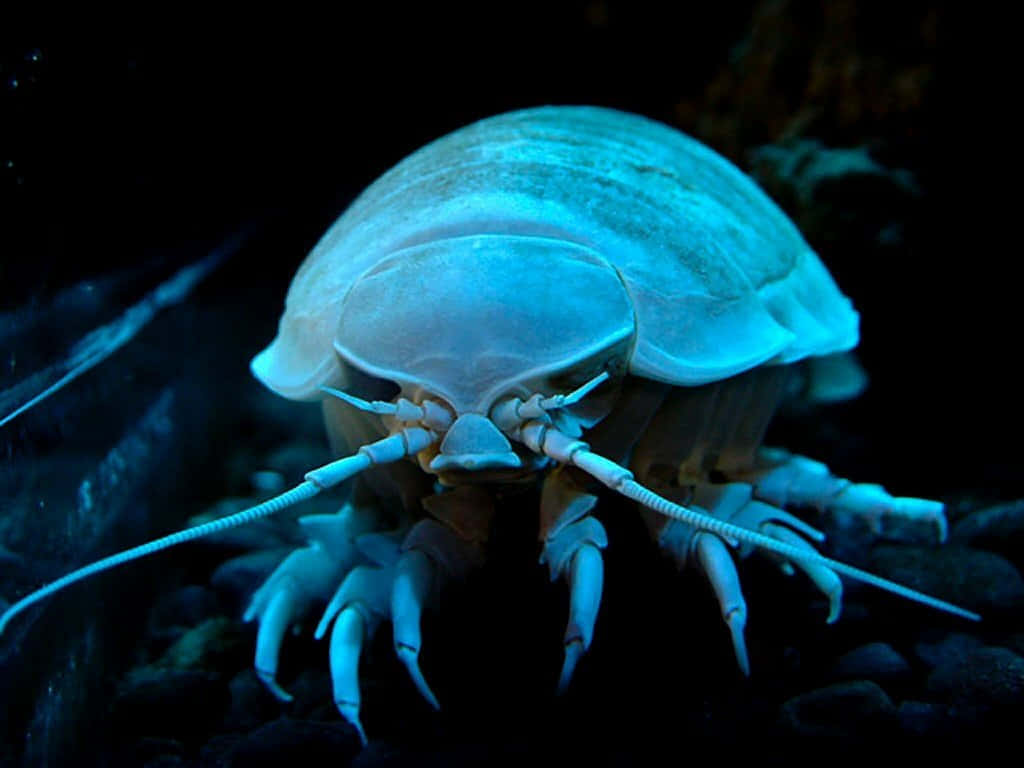 Giant Isopod, glowing blue, long antennae, SD Desktop Wallpaper