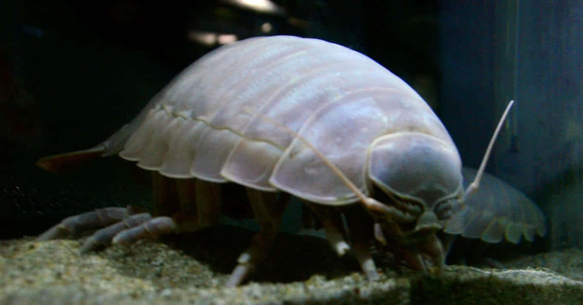 Giant Isopod, aquatic crustacean, pale translucent, SD Desktop Wallpaper