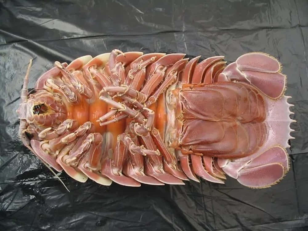 Giant Isopod, pinkish-red, segmented shell, SD Desktop Wallpaper
