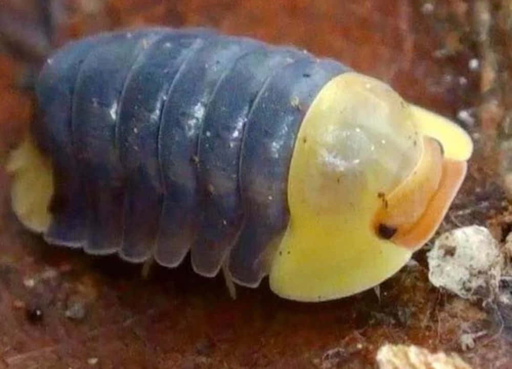isopod, blue segmented, yellow head, SD Desktop Wallpaper