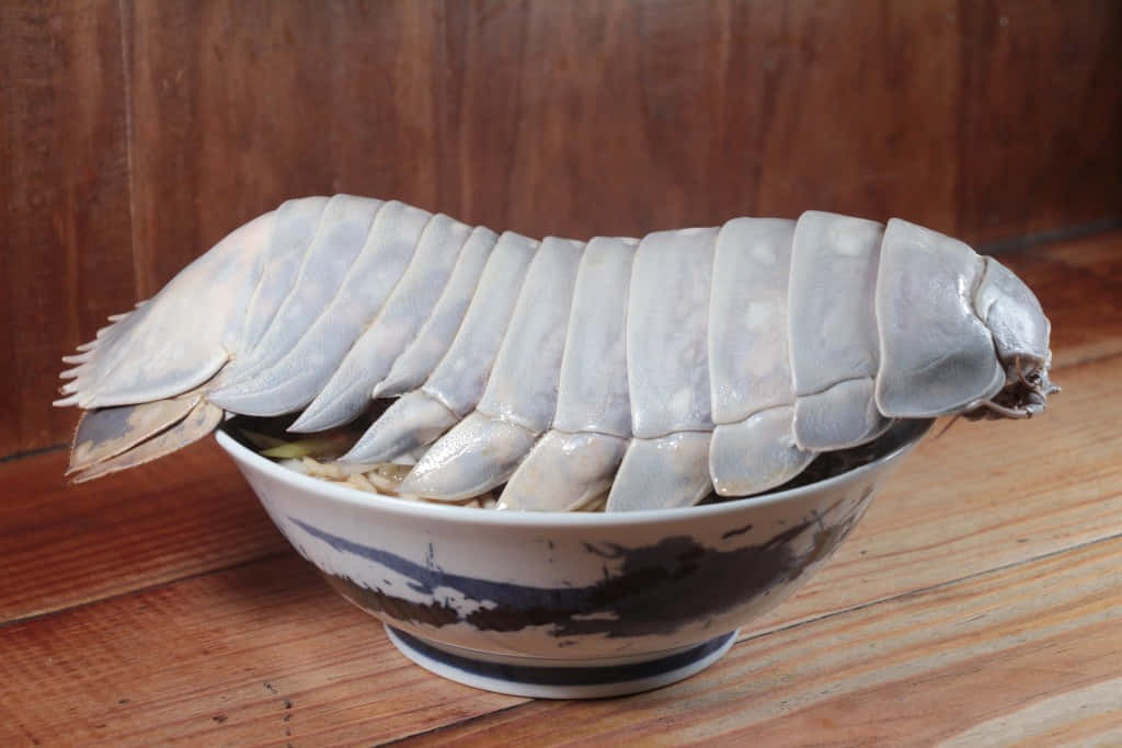 Giant Isopod, ceramic bowl, wooden surface, SD Desktop Wallpaper
