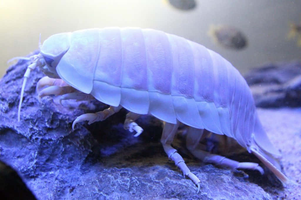 Giant Isopod, pale white, segmented shell, SD Desktop Wallpaper