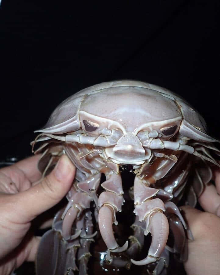 Giant Isopod, pale, human hands, SD Phone Wallpaper