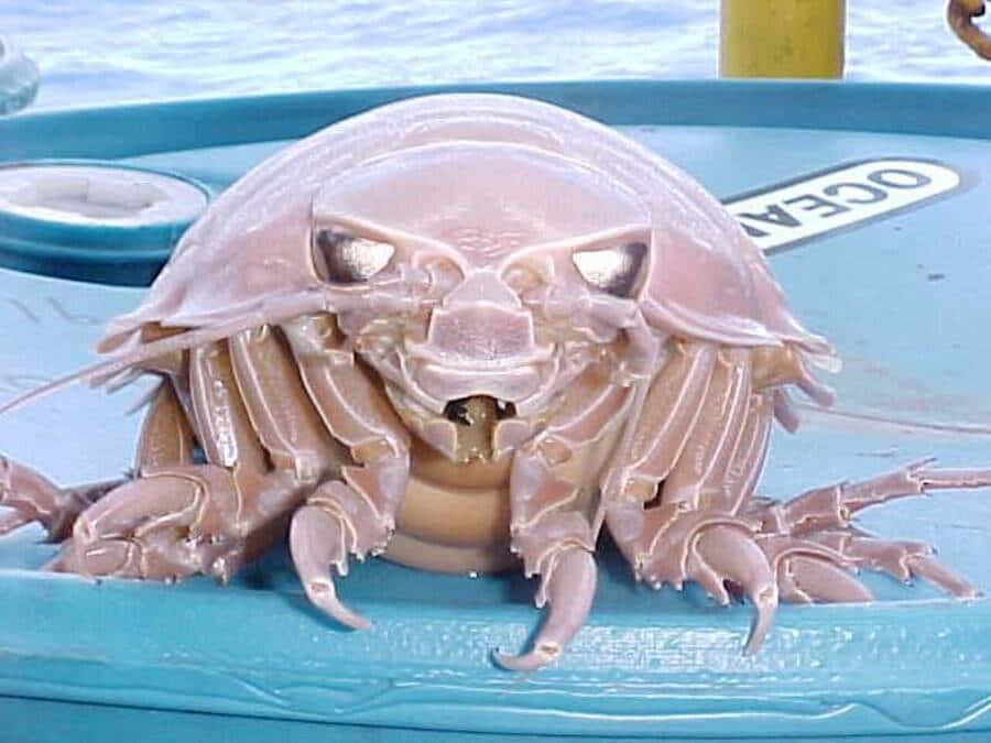 Giant Isopod, pale pink, large eyes, SD Desktop Wallpaper