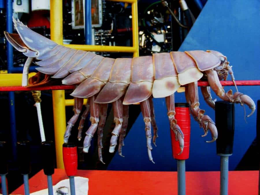Giant Isopod, segmented shell, multiple legs, SD Desktop Wallpaper