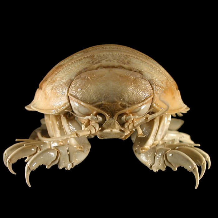Giant Isopod, translucent beige, prominent claws, SD Desktop Wallpaper