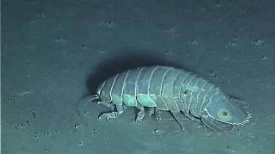 Giant Isopod, deep sea, dark ocean floor, SD Desktop Wallpaper