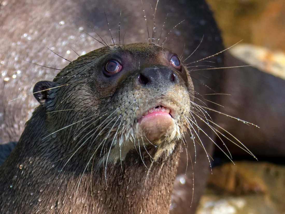 Giant Otter