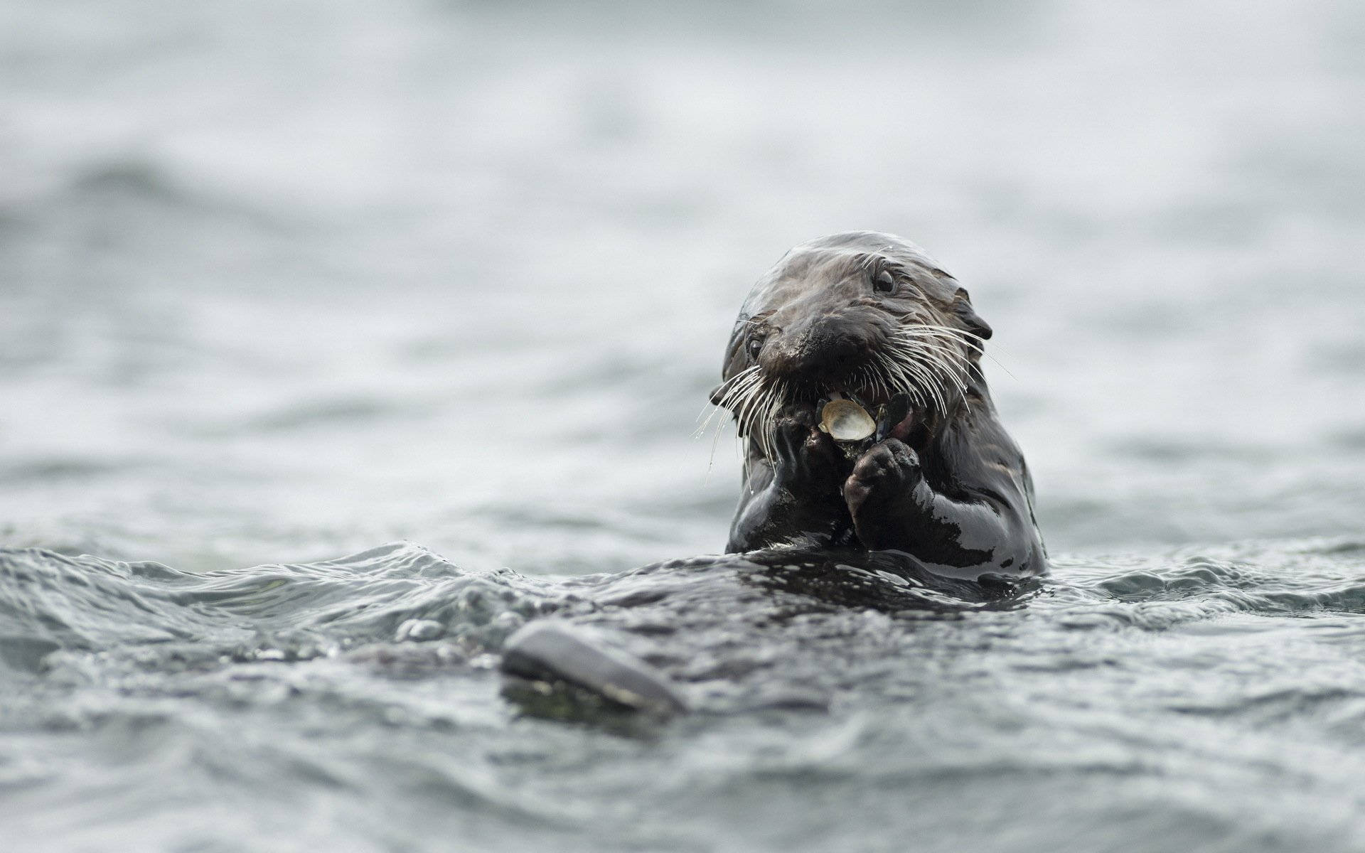 sea otter, gray water, shell, Full HD Desktop Wallpaper
