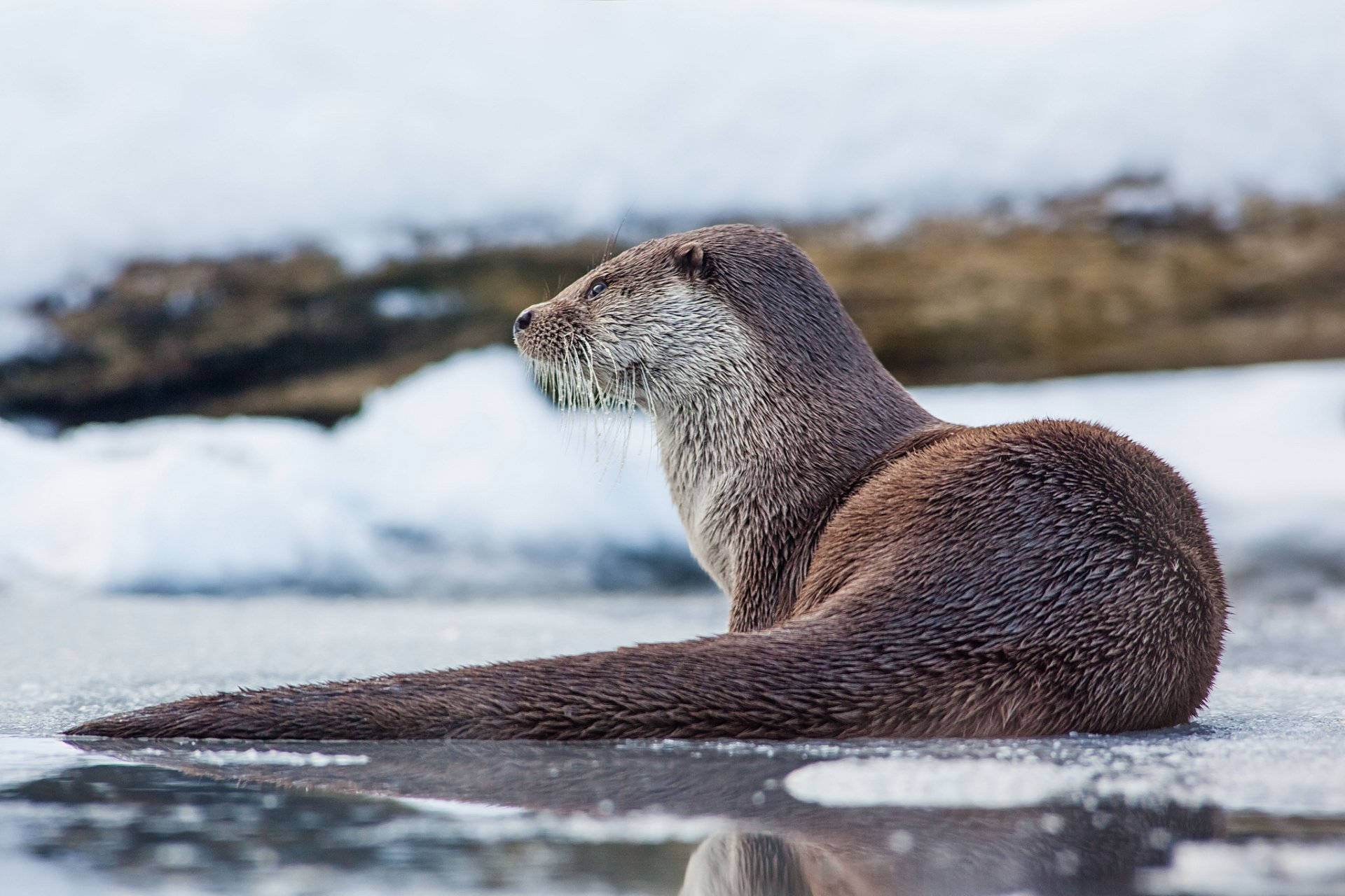 otter, brown otter, icy water, Full HD Desktop Wallpaper