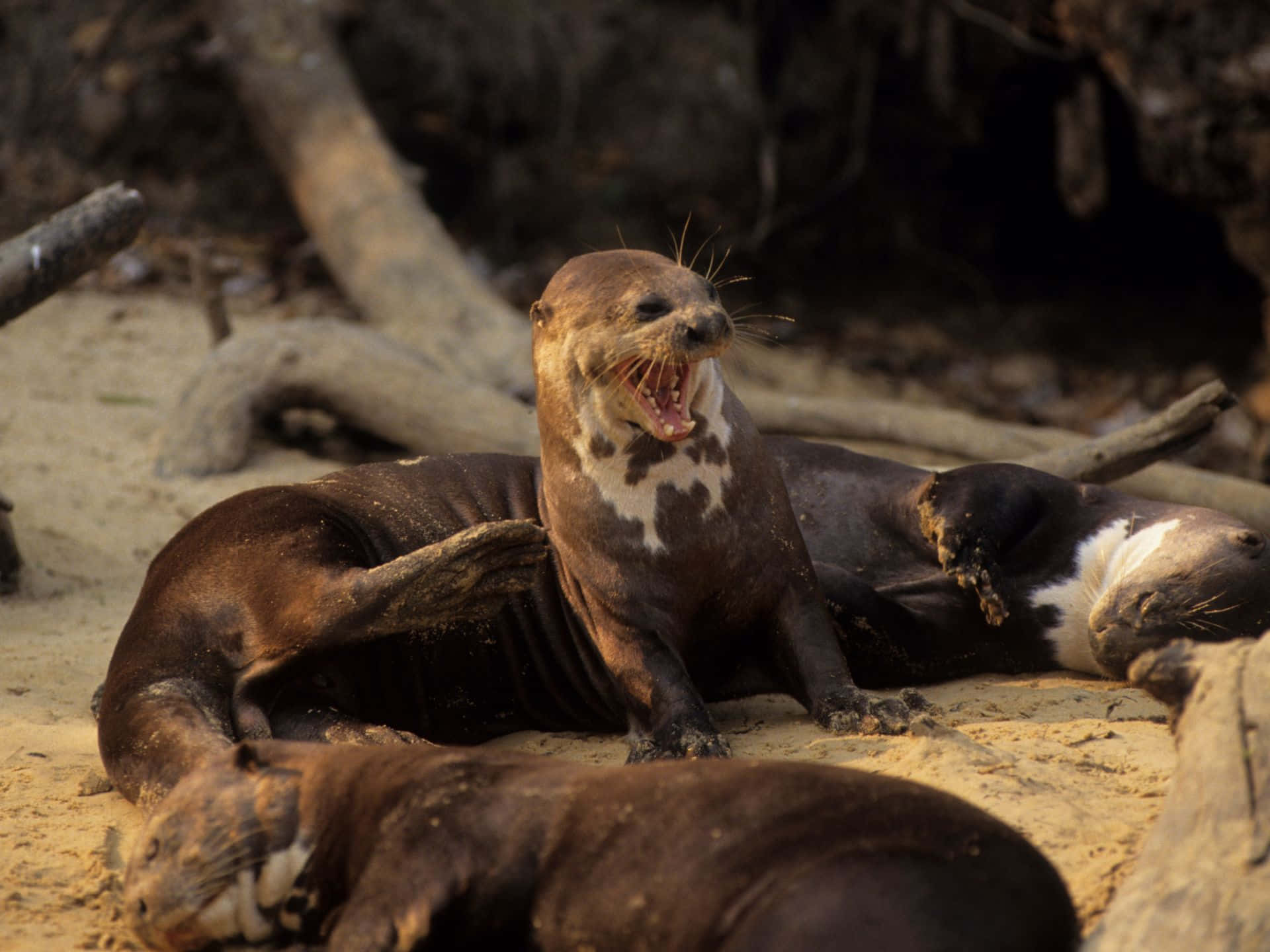 Giant Otter, riverbank, sandy bank, Full HD Desktop Wallpaper