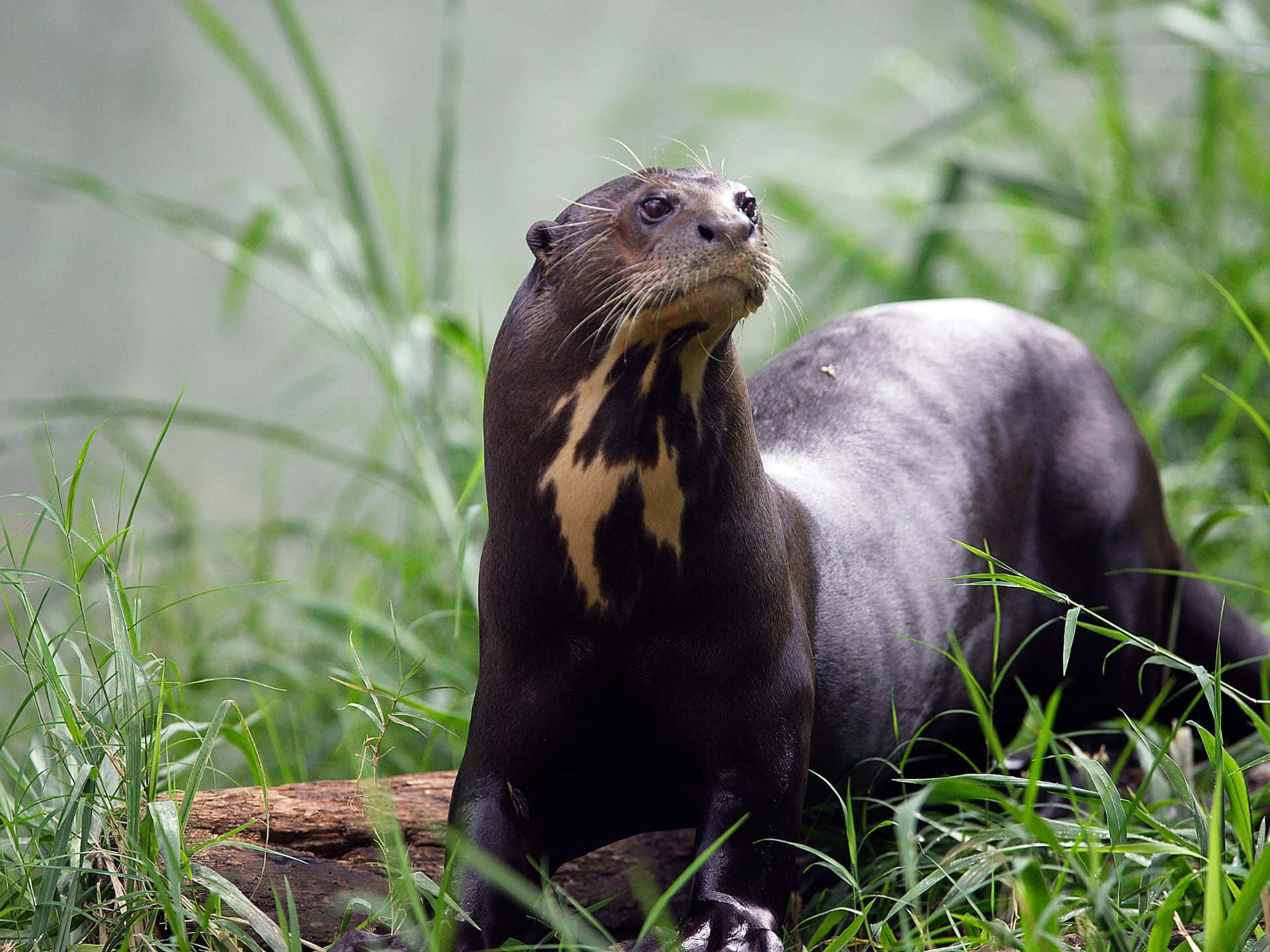 Giant Otter, yellow chest patch, lush green grass, Full HD Desktop Wallpaper