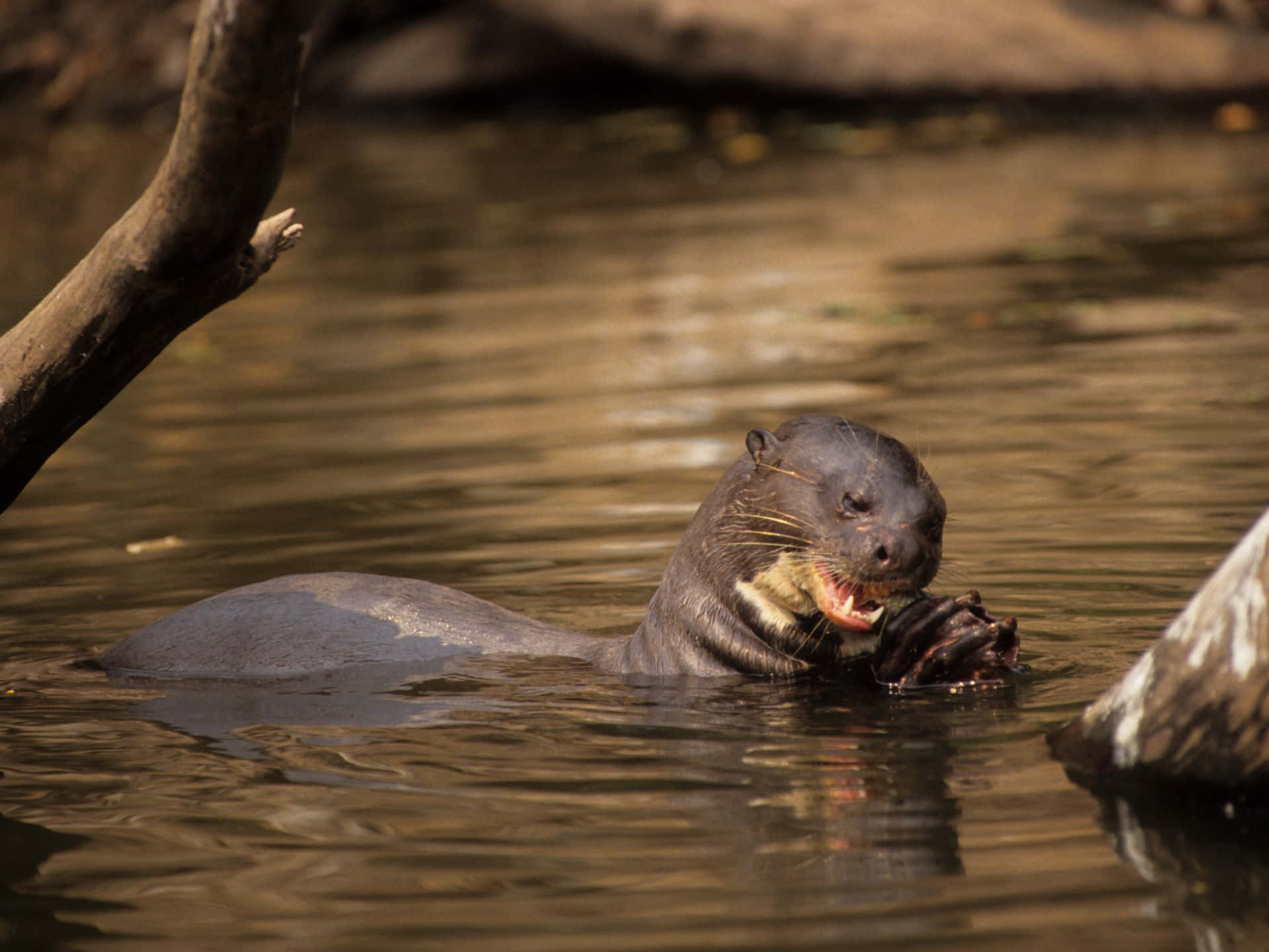 Giant Otter, golden water, fish, Full HD Desktop Wallpaper