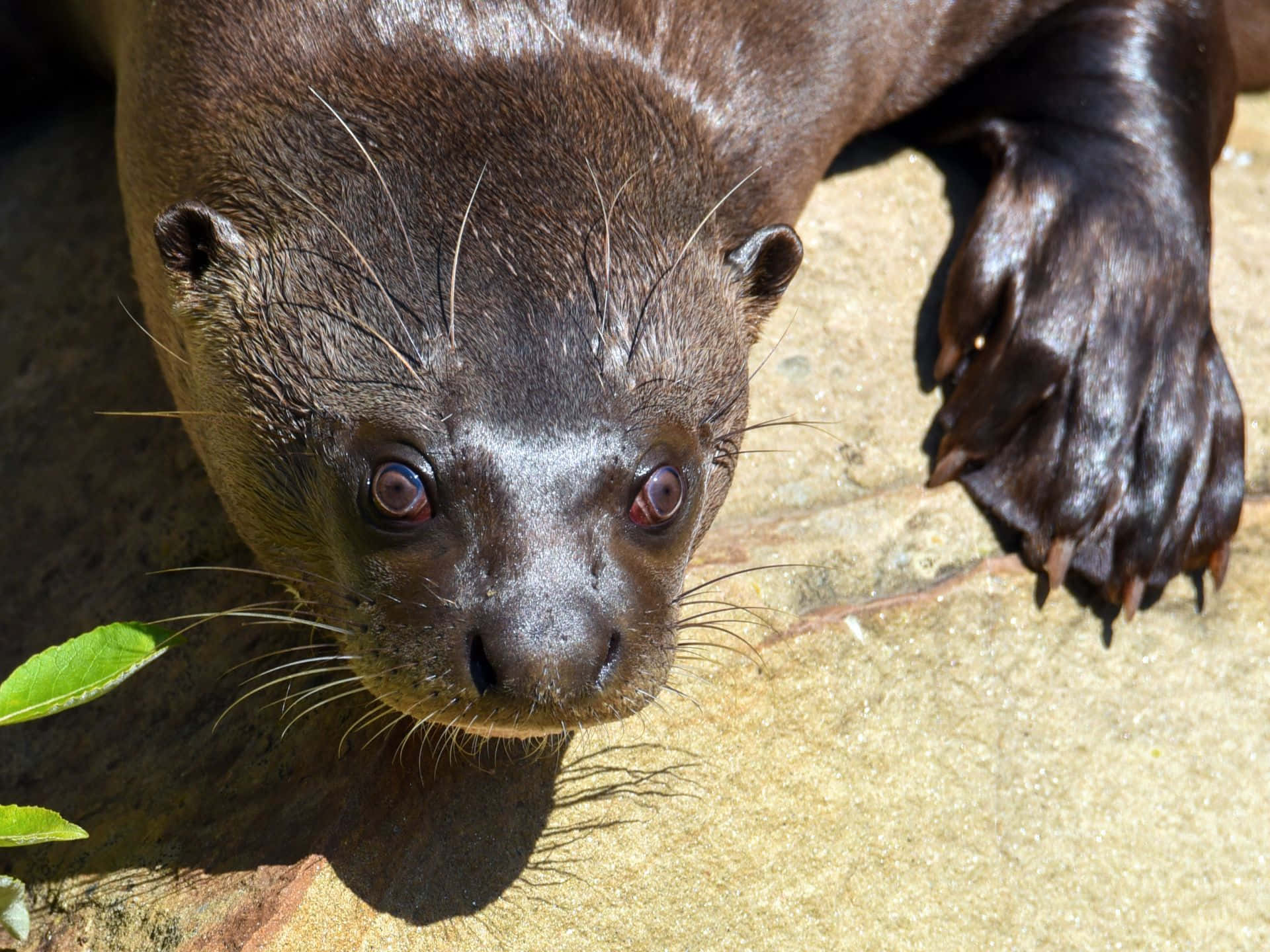 Giant Otter, wet otter, wide eyes, Full HD Desktop Wallpaper